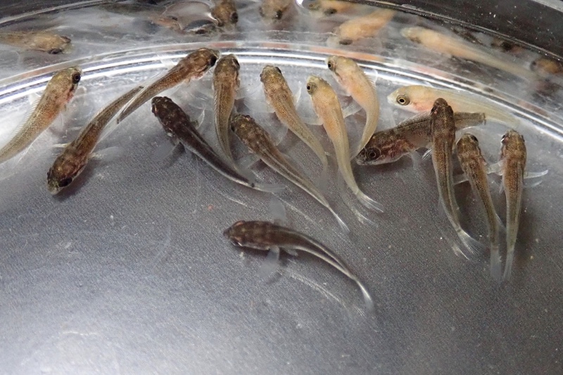 Spathodus marlieri 'Kagunga'